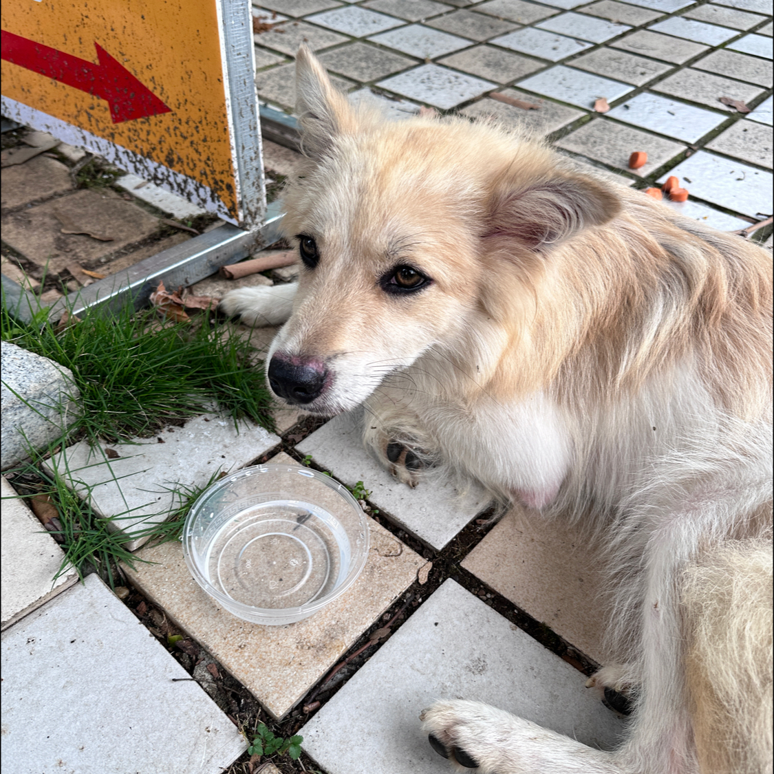 2024年06月湖北武漢公中華田園犬轉讓12月未驅蟲未免疫