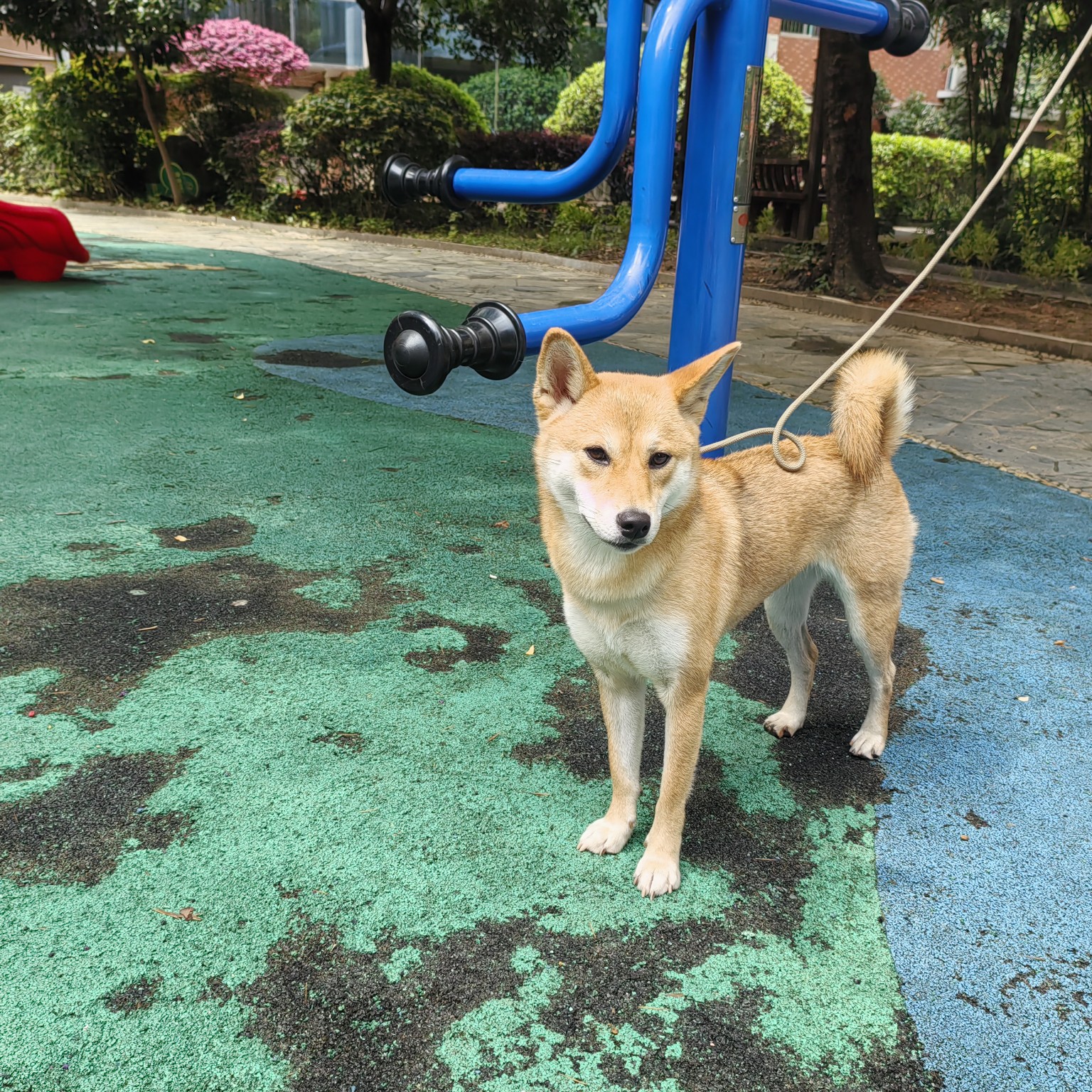 2024年09月湖南长沙公柴犬转让已驱虫已免疫