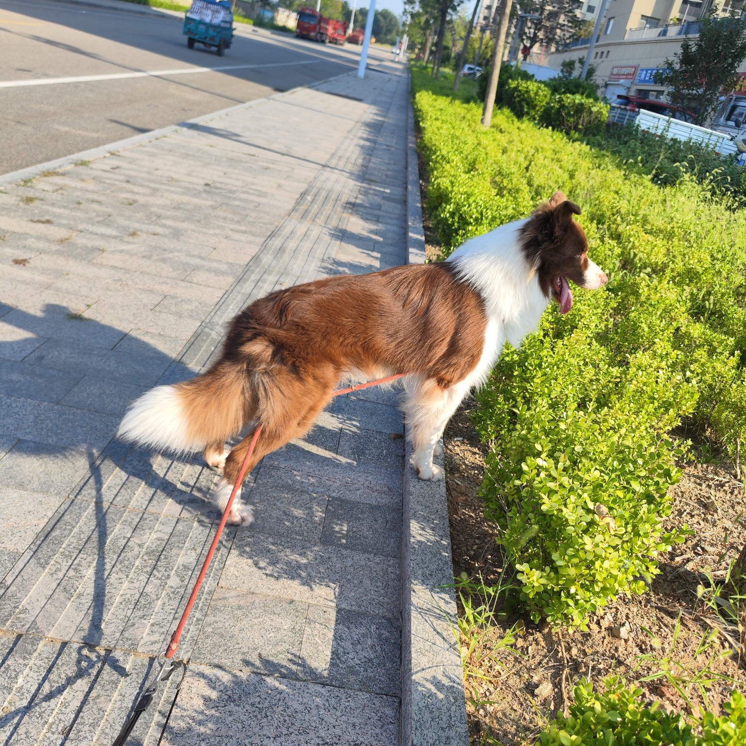 2024年10月荣成市公边境牧羊犬配种