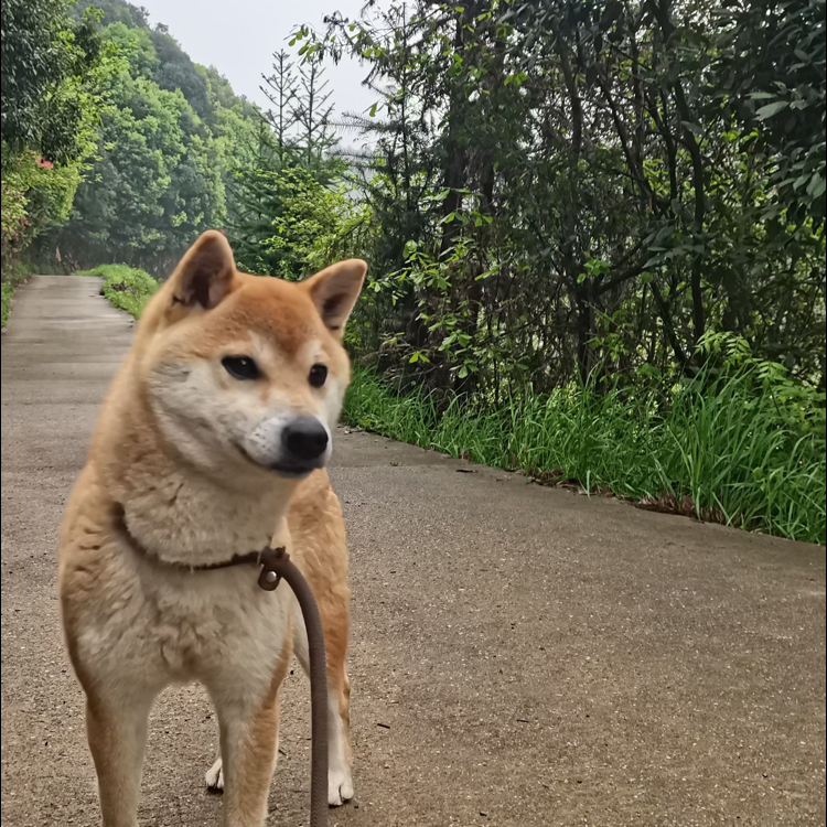 2024年09月中建·悦和城母柴犬配种