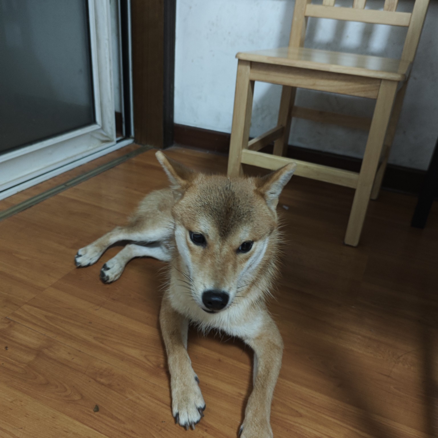 2025年05月湖南长沙公柴犬转让已驱虫已免疫